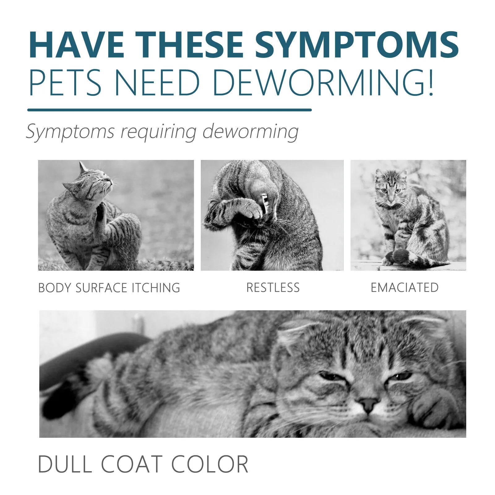 Protect Your Cat from Parasites – Naturally & Effectively!
