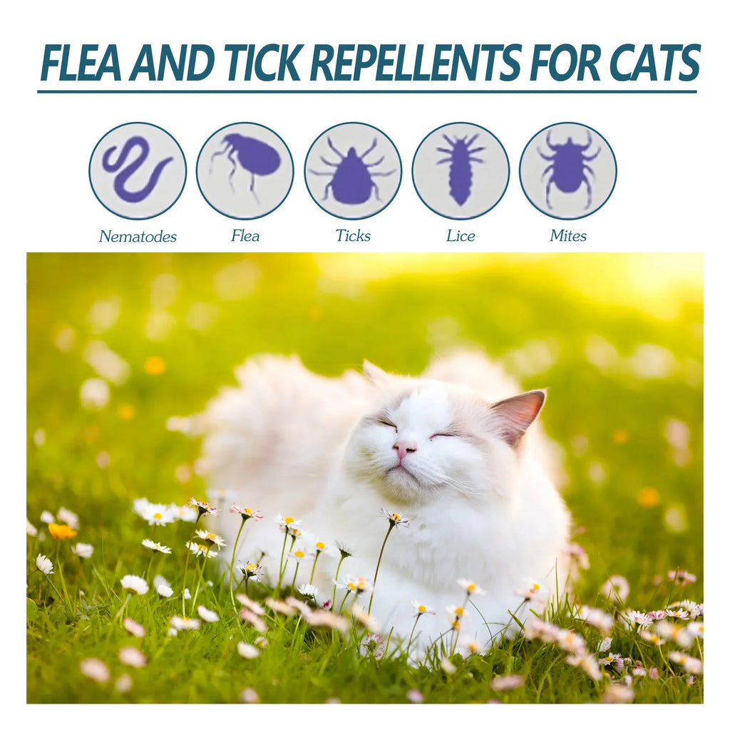 Protect Your Cat from Parasites – Naturally & Effectively!