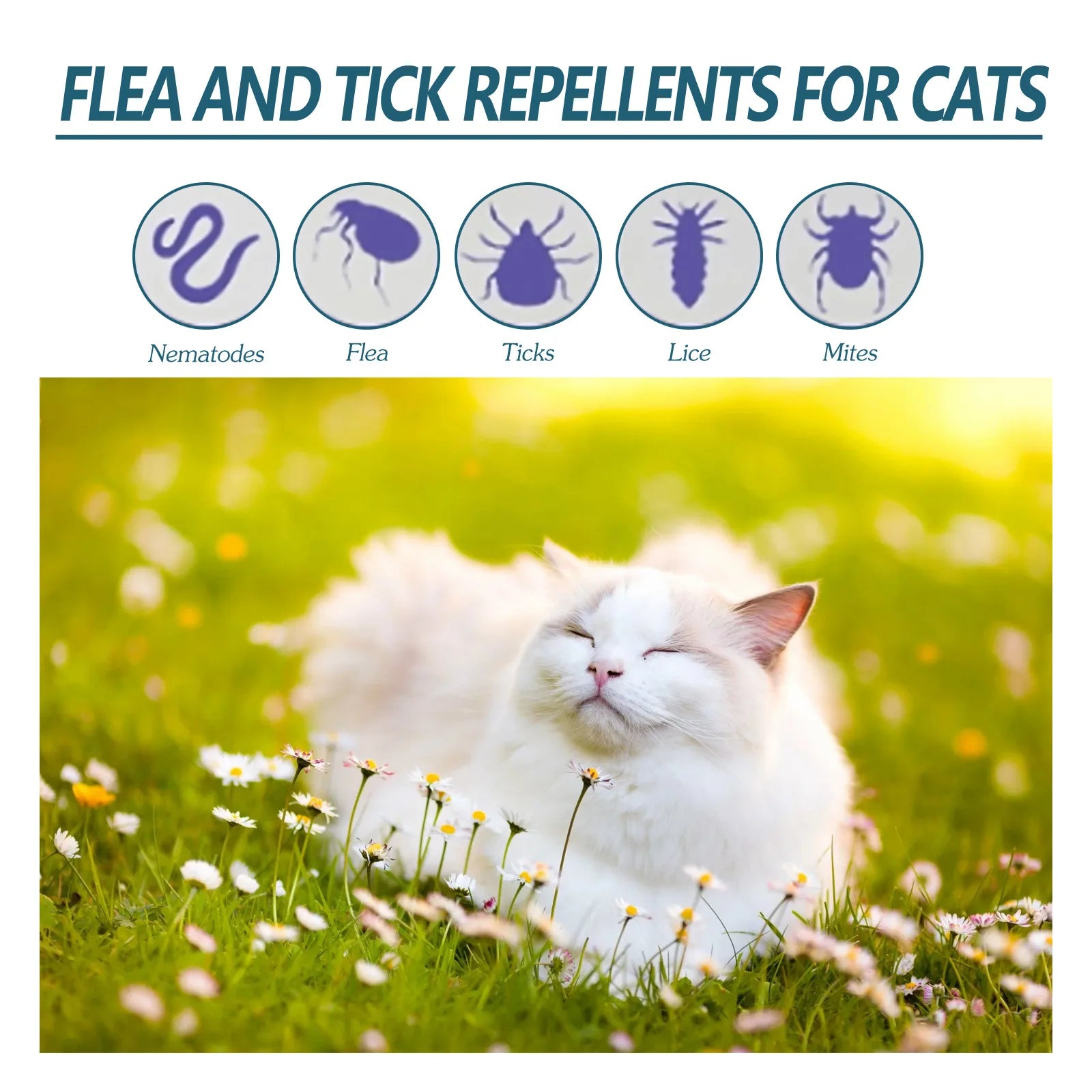 Protect Your Cat from Parasites – Naturally & Effectively!