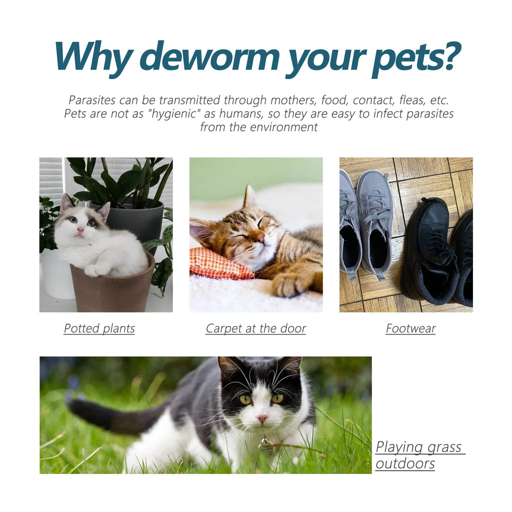 Protect Your Cat from Parasites – Naturally & Effectively!