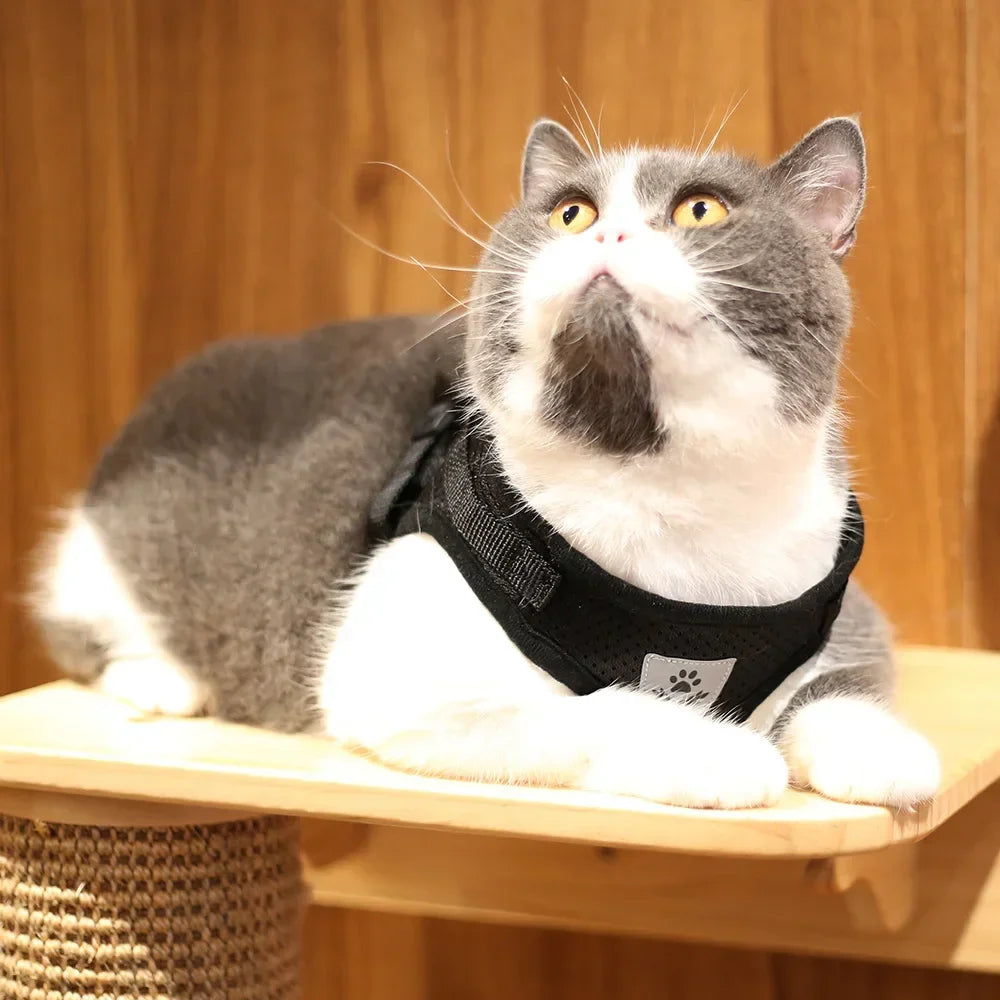 Reflective Cat Harness & Leash Set – Safe Adventures Day & Night 🌙🐾